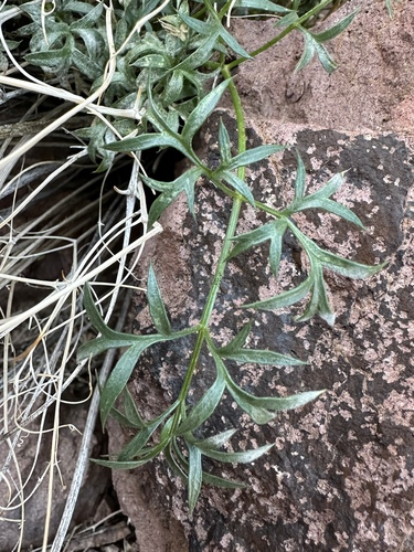 Image of Cymopterus panamintensis by (c) Matt Berger, some rights reserved (CC BY)