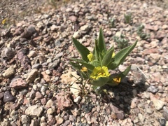 Mohavea breviflora