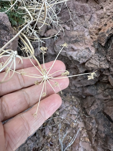 Image of Cymopterus panamintensis by (c) Matt Berger, some rights reserved (CC BY)