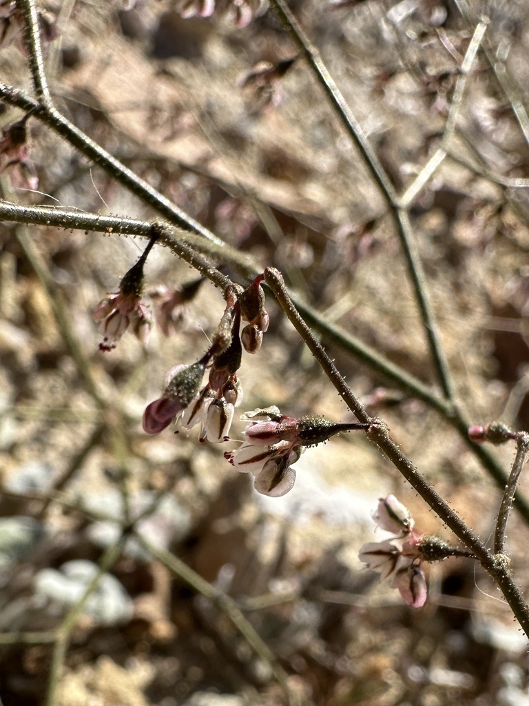 Parry S Wild Buckwheat From San Bernardino California United States On December At