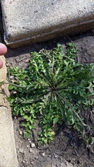 Capsella bursa-pastoris