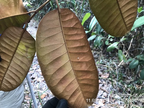 Chrysophyllum splendens