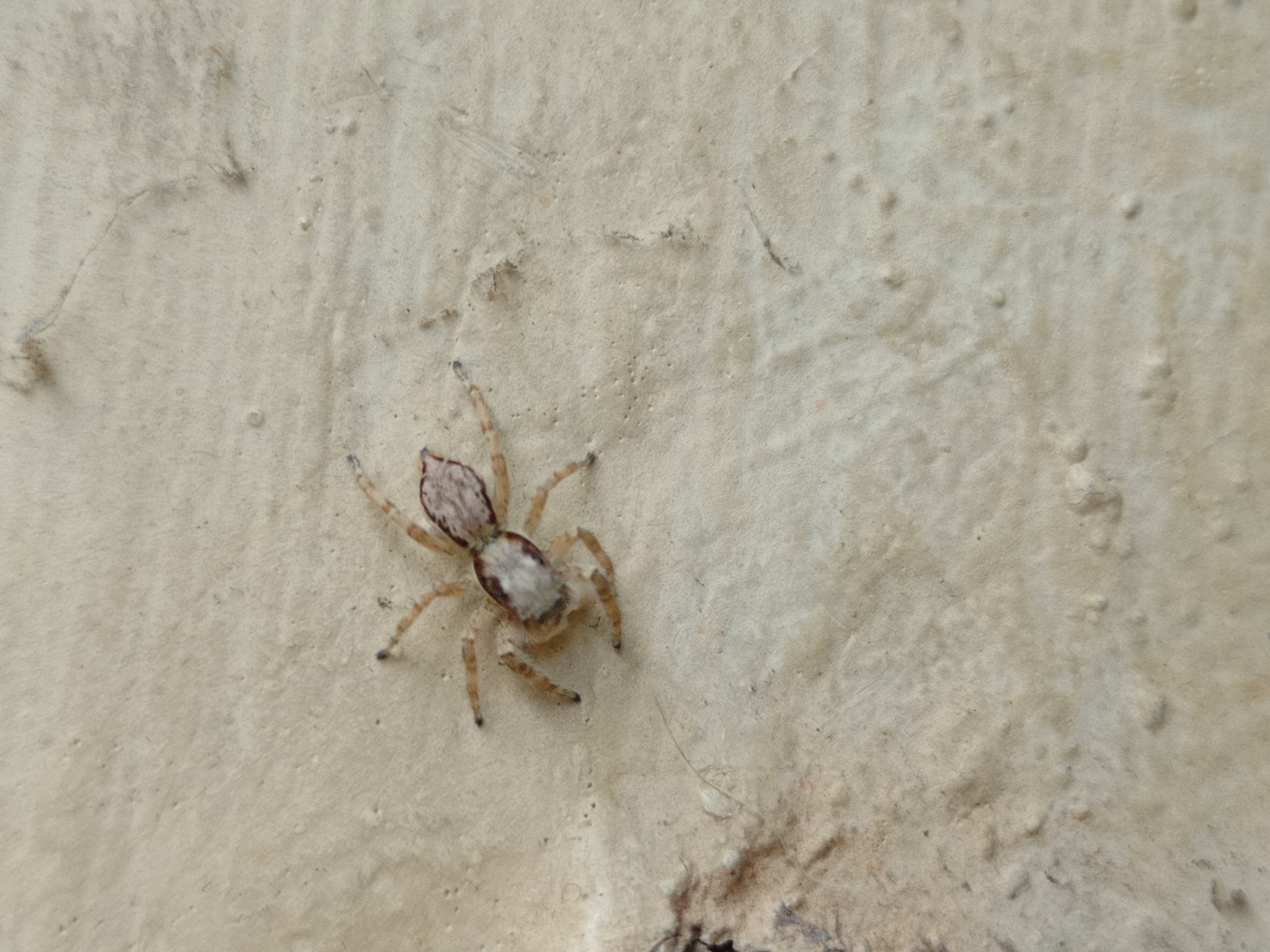 Salticidae image