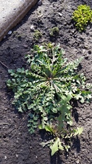 Capsella bursa-pastoris