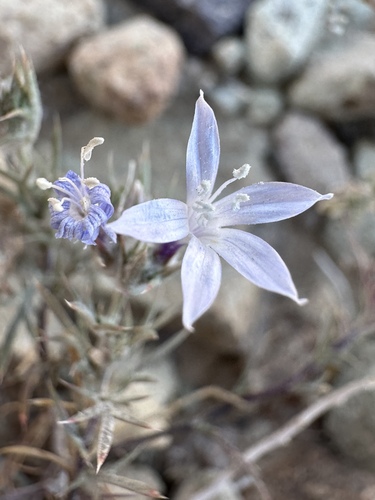 Image of Eriastrum pluriflorum by (c) Matt Berger, some rights reserved (CC BY)