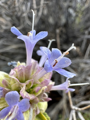 Image of Salvia mohavensis by (c) Matt Berger, some rights reserved (CC BY)