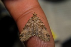 Lophoptera