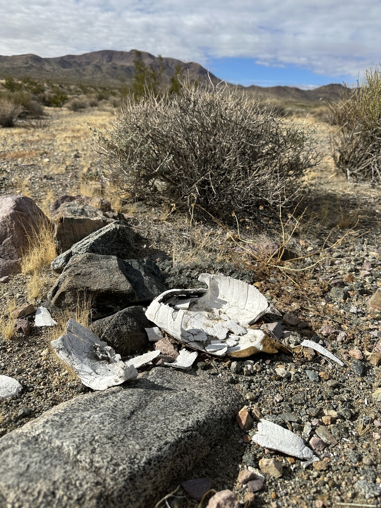 Mojave Desert Tortoise in December 2023 by Matt Berger · iNaturalist