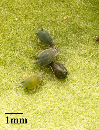 Melon Aphid photo 3
