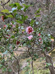 Camellia japonica