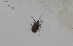 Urochela quadrinotata