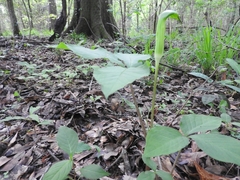 Arisaema triphyllum