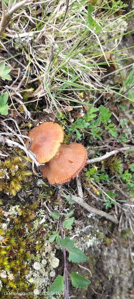 Laccaria laccata · December 2023 · photo: © floroortizcontreras (iNaturalist, cc-by)