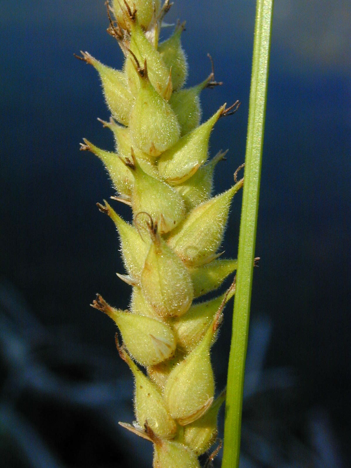 Carex sheldonii