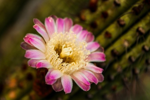 organ pipe cactus