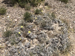 Grusonia