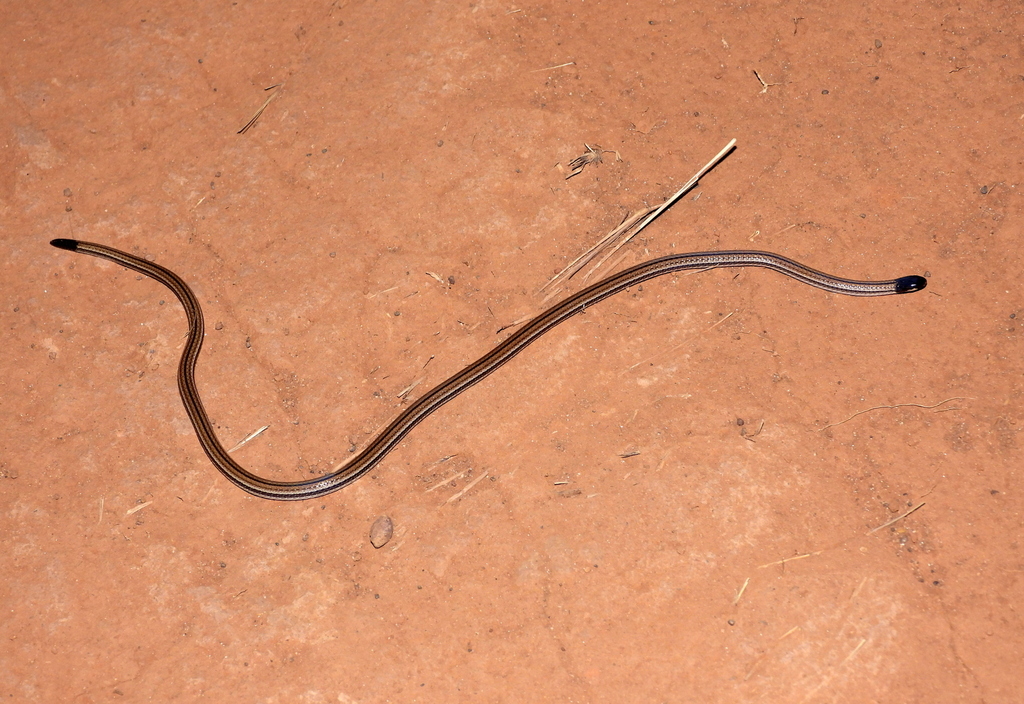 Mato Grosso Burrowing Snake
