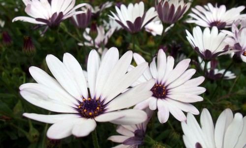 Blue & White Daisybush (Osteospermum ecklonis)