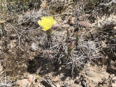 Grusonia