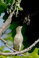 Haemorhous mexicanus