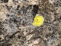 Grusonia