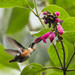 Colombian Hummingbird Sage - Photo (c) Alex Lamoreaux, some rights reserved (CC BY-NC), uploaded by Alex Lamoreaux