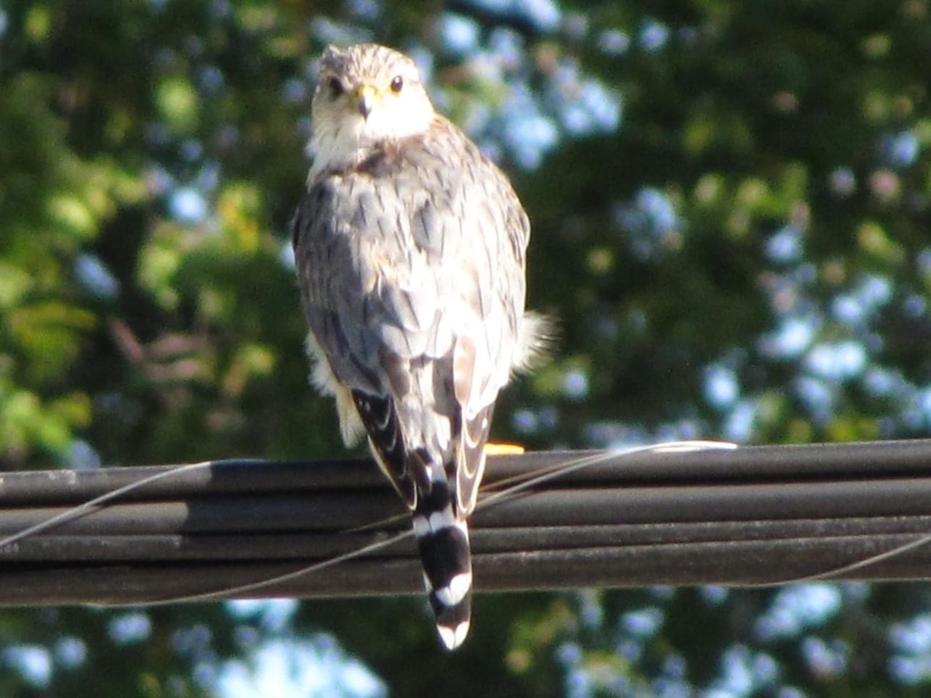 Merlin from Melrose Ave W, Winnipeg, MB, CA on September 7, 2021 at 08: ...