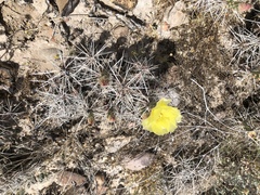 Grusonia