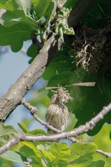 Haemorhous mexicanus