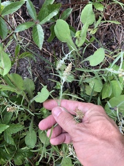 Gamochaeta antillana