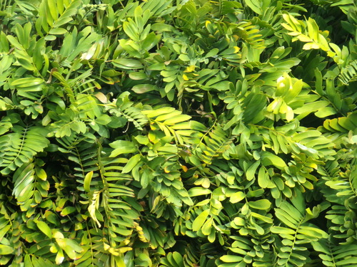 Zamia furfuracea