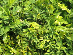 Cardboard Palm (Zamia furfuracea)