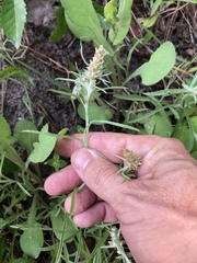 Gamochaeta antillana