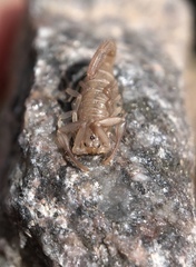Serradigitus