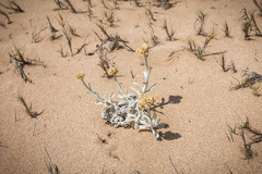 Pseudognaphalium sandwicensium molokaiense