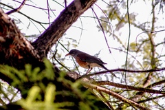 Turdus rufopalliatus