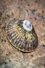 Cellana exarata