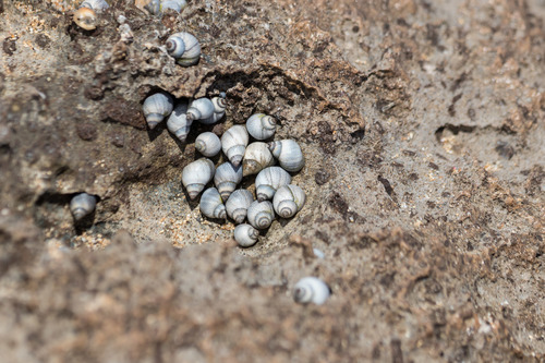Littoraria pintado observed 2019-03-25