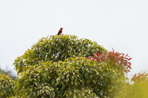 Himatione sanguinea observed 2019-03-24