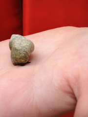 Littorininae