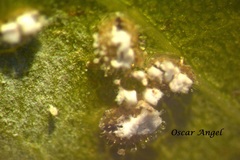 Siphoninus phillyreae