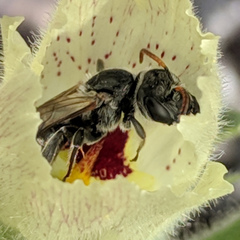 Xeralictus bicuspidariae