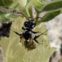Xeralictus bicuspidariae