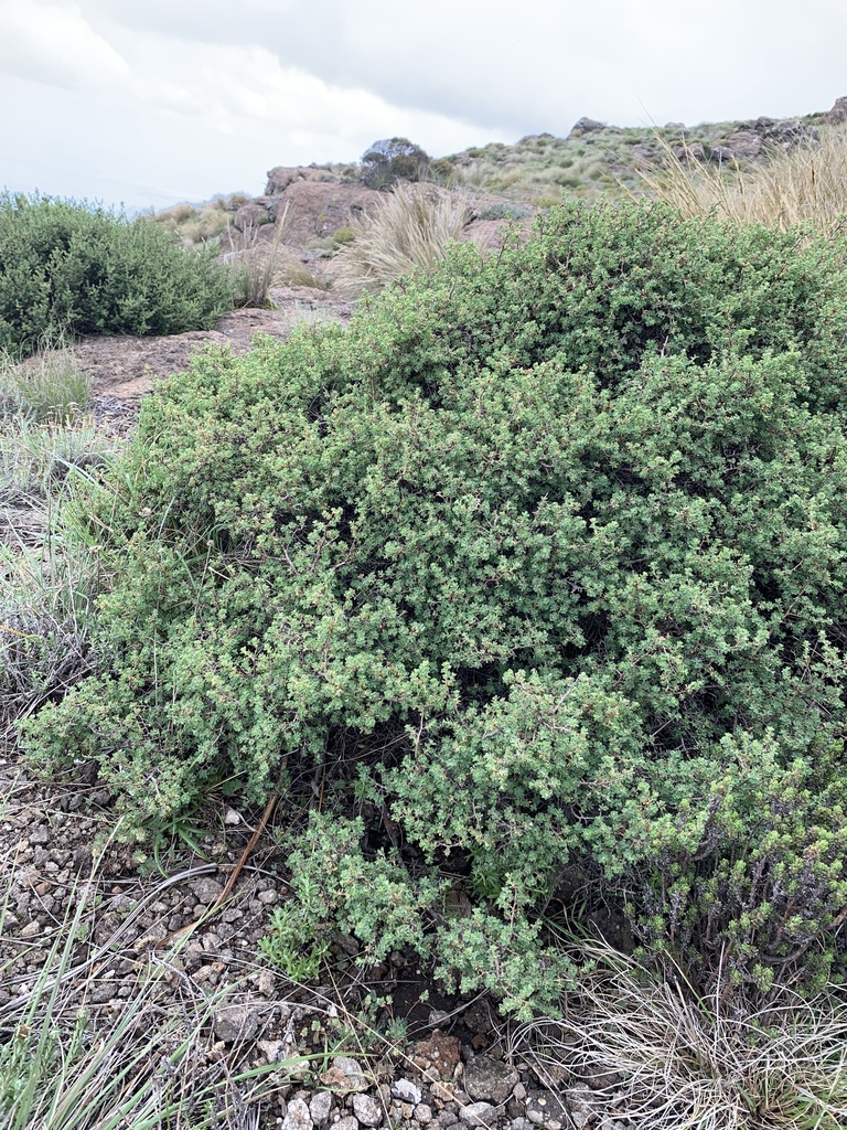 Cliffortia spathulata from Ukhahlamba Drakensberg Park, Bergville, KZN