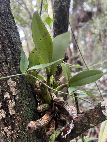 Myrmecophila thomsoniana, photograph 3