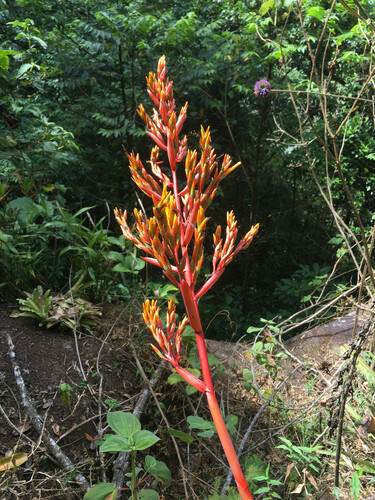 Aechmea guainumbiorum