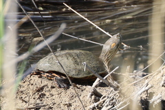 Trachemys gaigeae