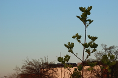 Liriodendron tulipifera