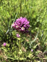 Castilleja densiflora gracilis