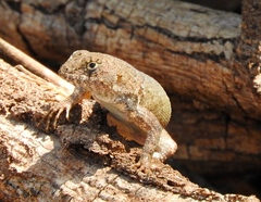 Sceloporus nelsoni